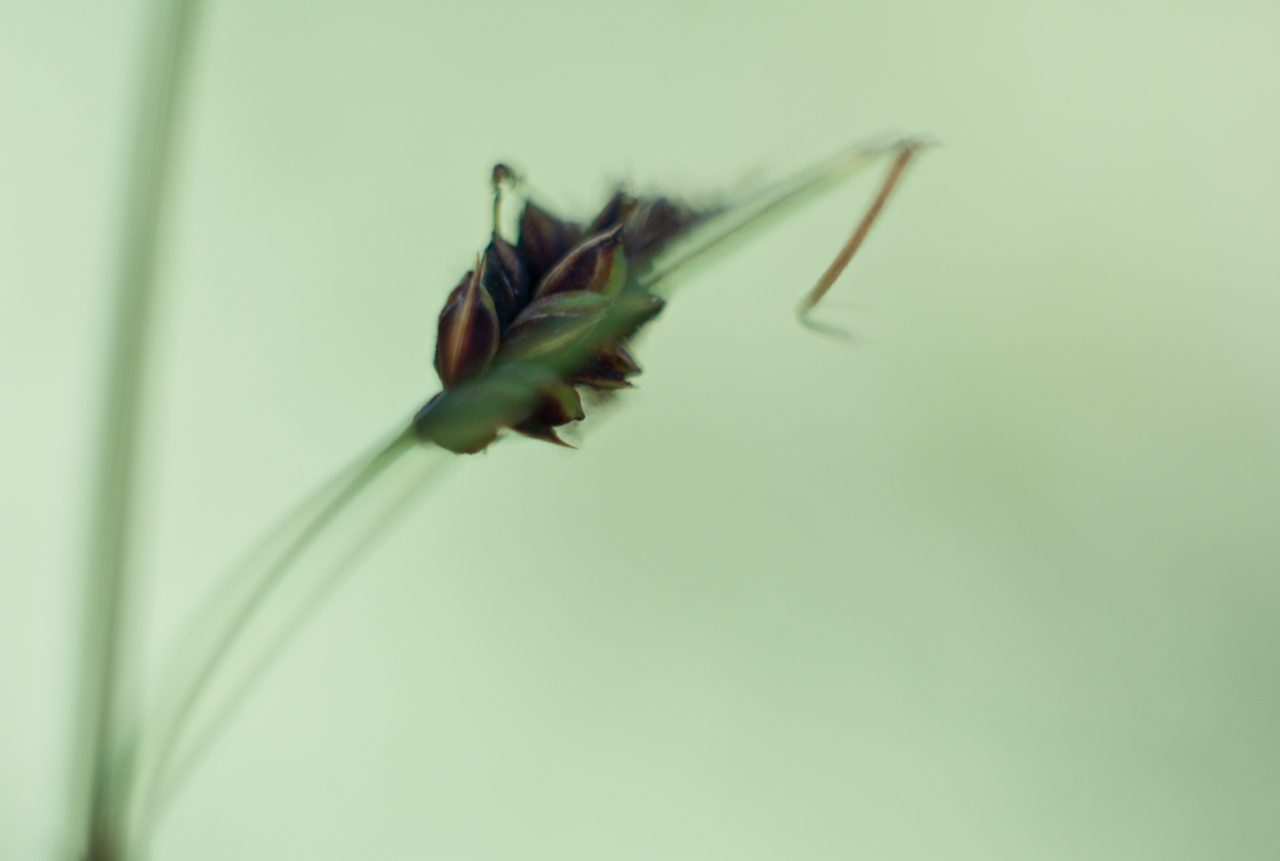 garden_005.jpg
