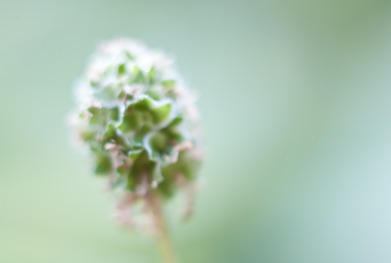 garden_007.jpg