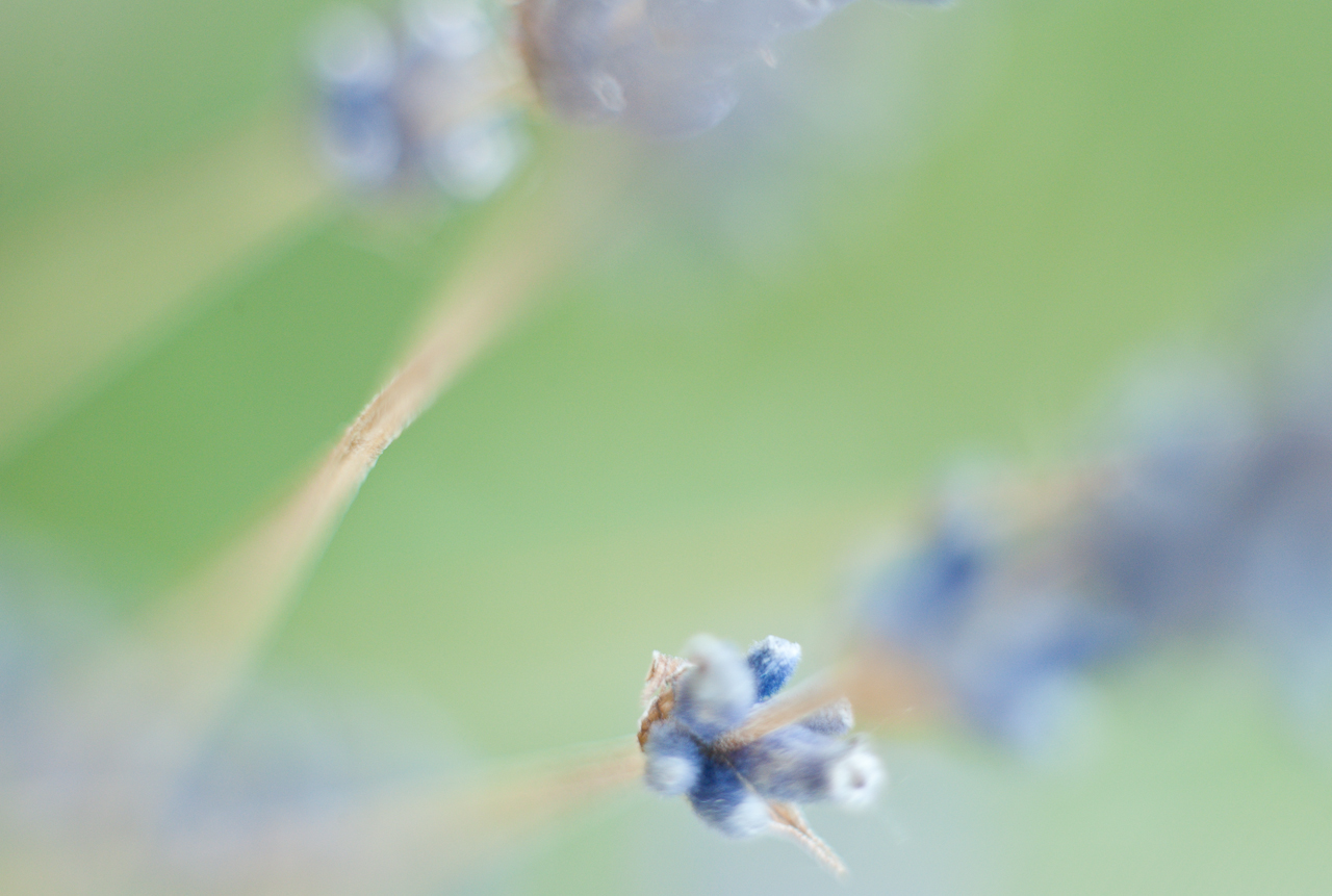 garden_014.jpg