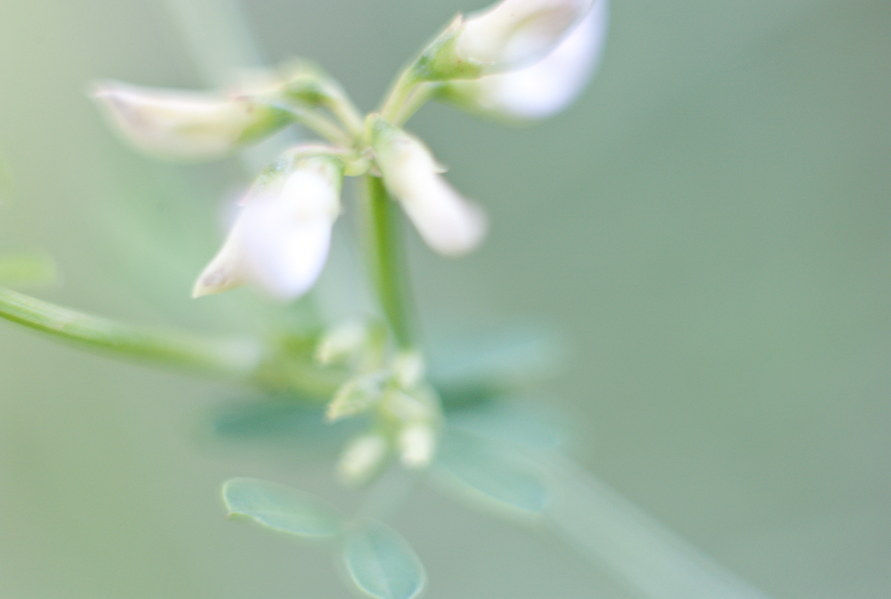 garden_015.jpg