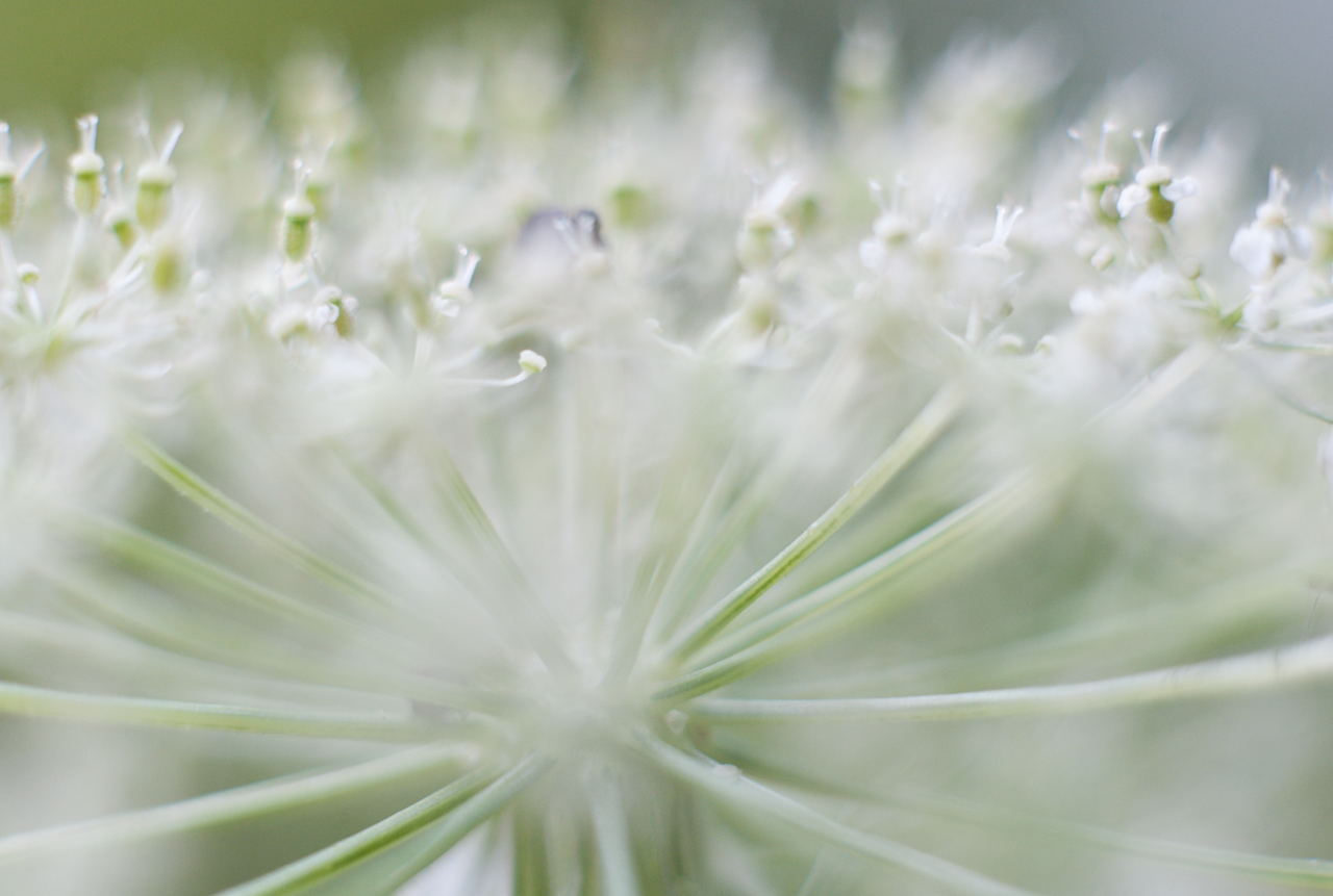 garden_016.jpg