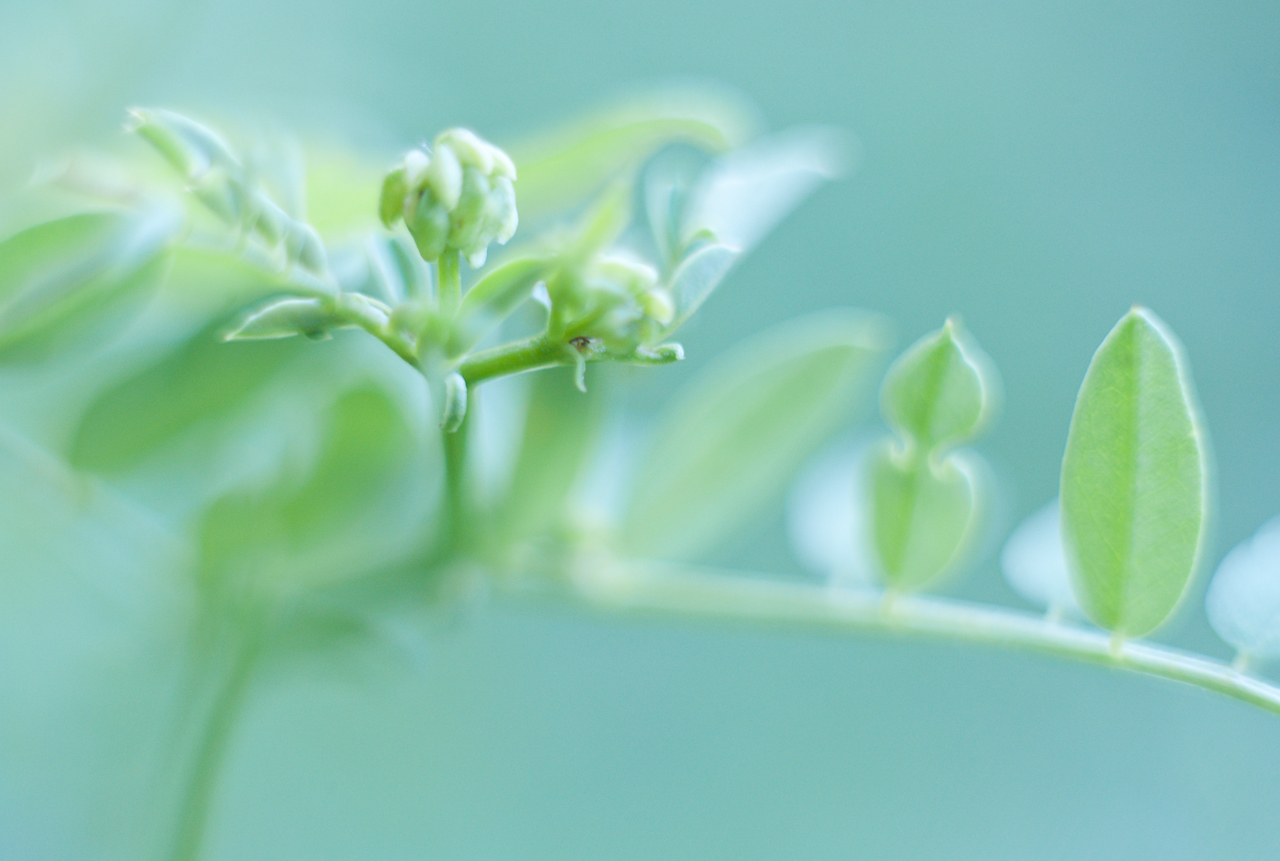 garden_017.jpg