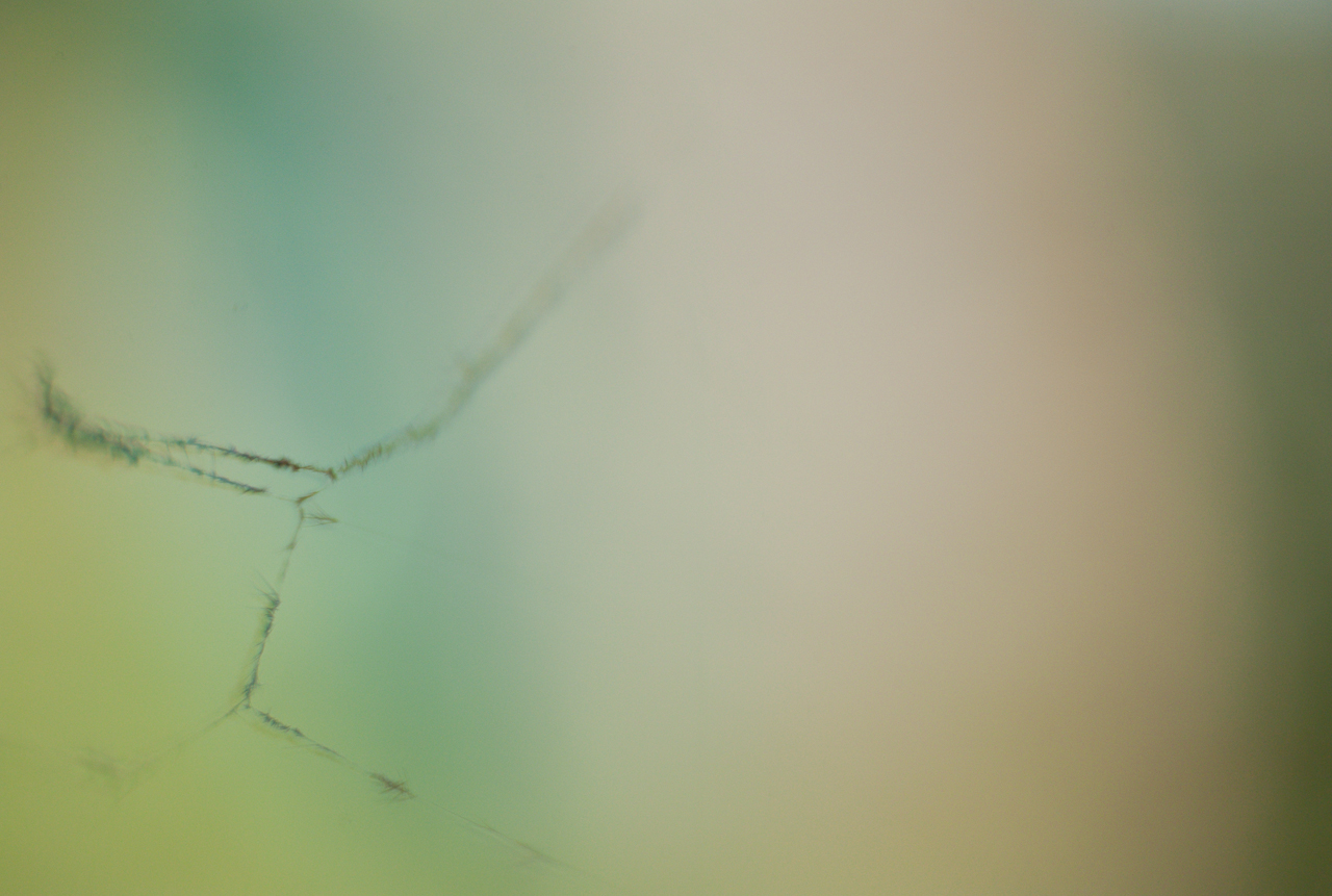 garden_018.jpg