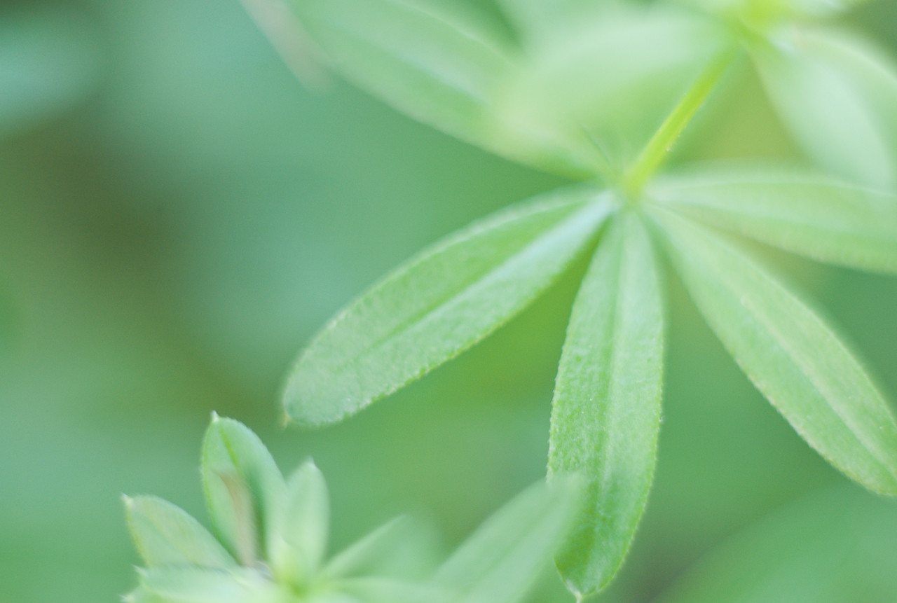 garden_021.jpg