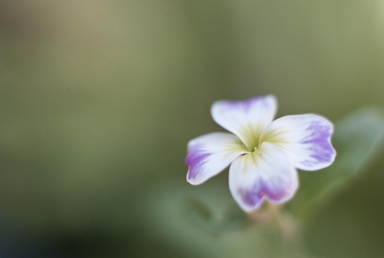garden_022.jpg