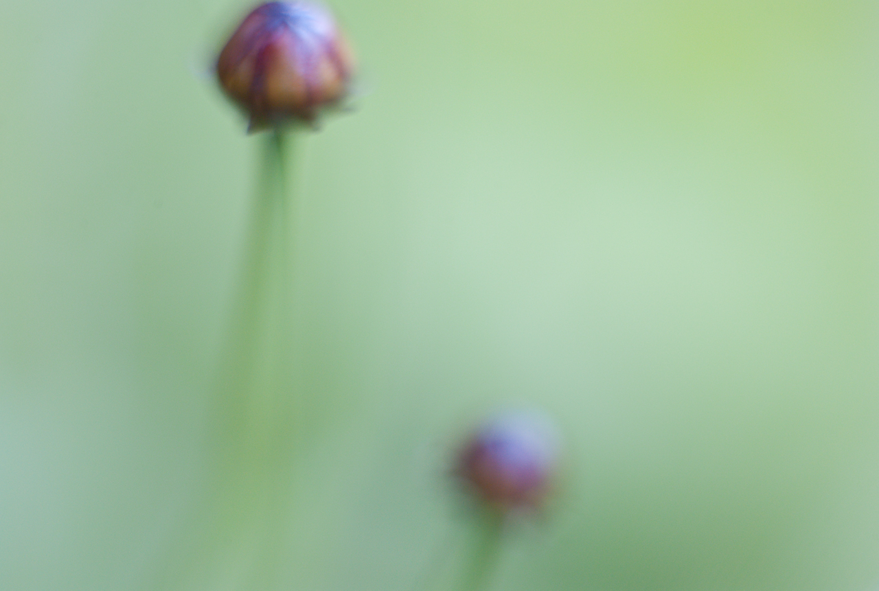 garden_023.jpg