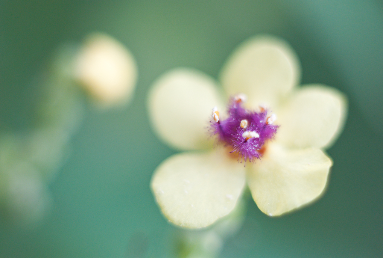 garden_024.jpg