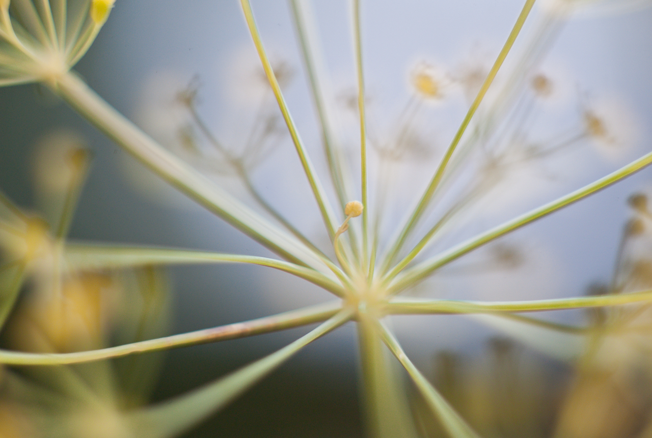 garden_025.jpg