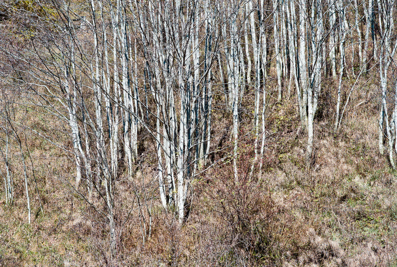 bam_044.jpg