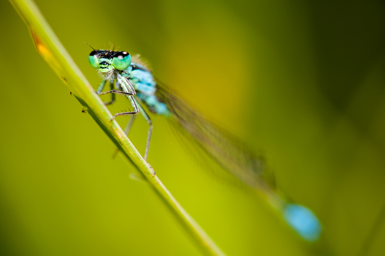 eye_015.jpg