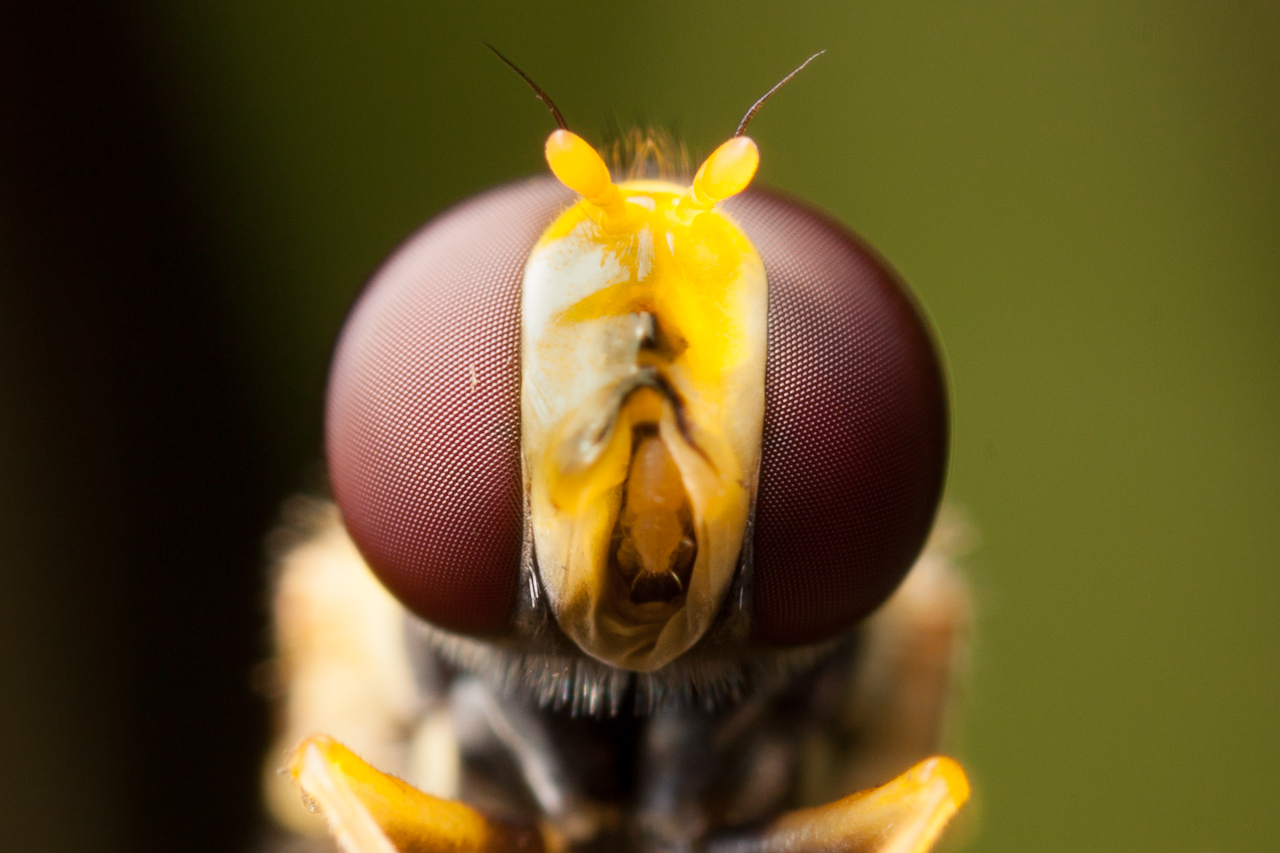 eye_024.jpg