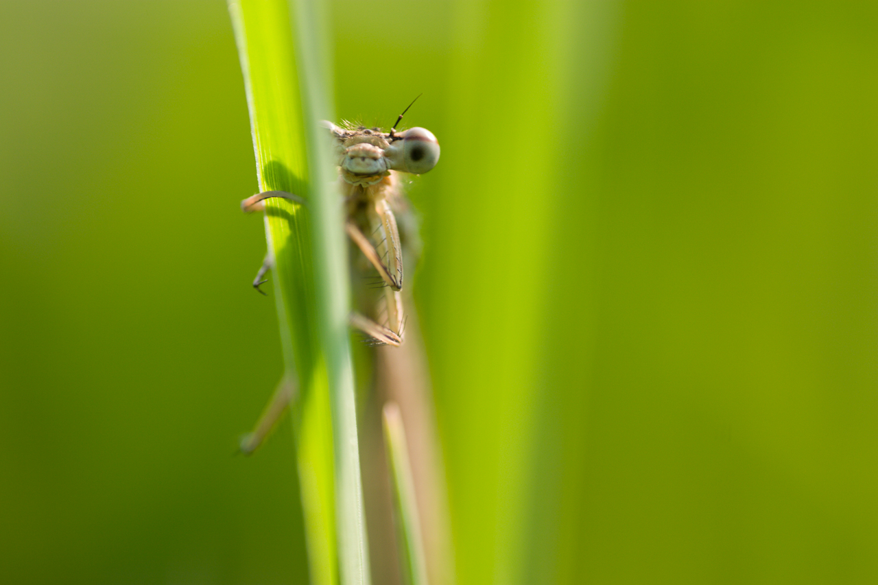 eye_025.jpg