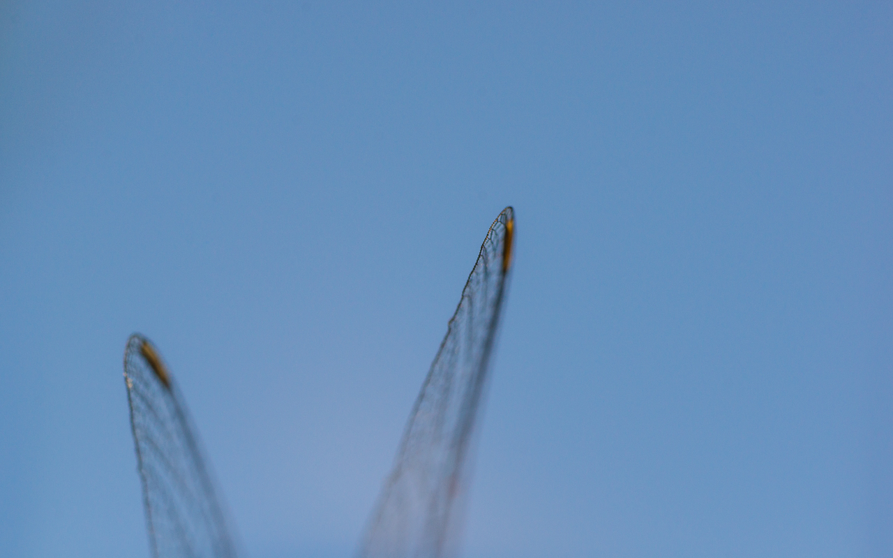 eye_034.jpg