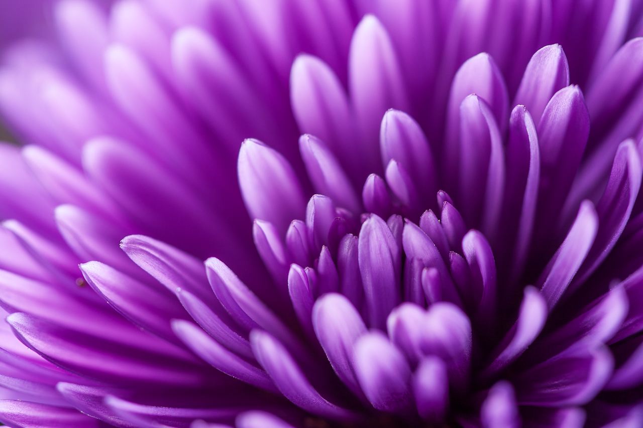flower_001.jpg
