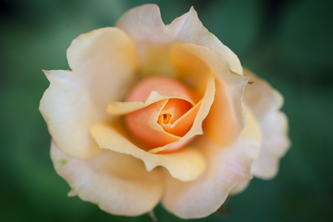 flower_002.jpg