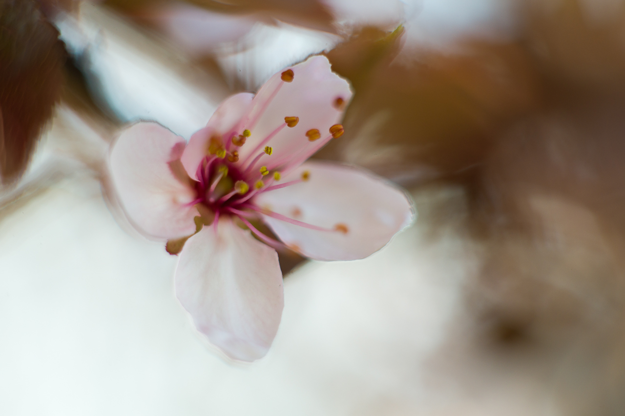 flower_003.jpg
