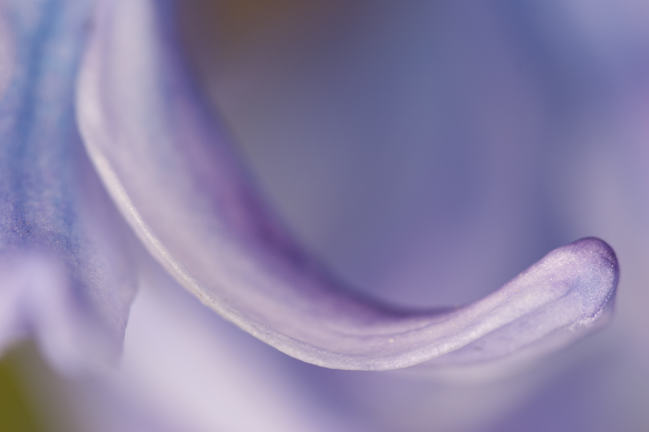 flower_004.jpg