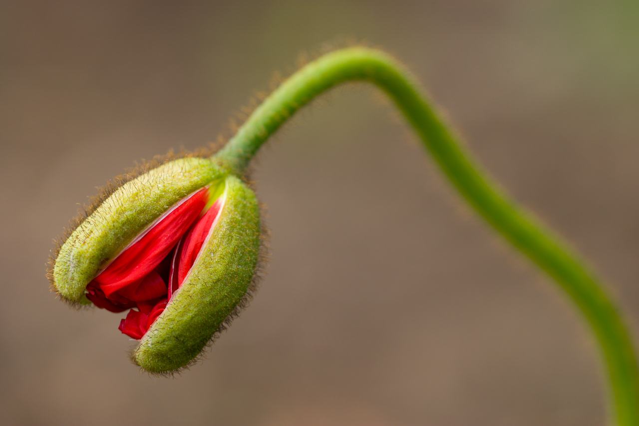 flower_005.jpg