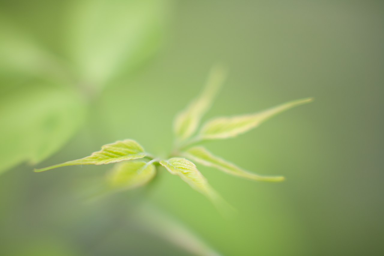 flower_006.jpg