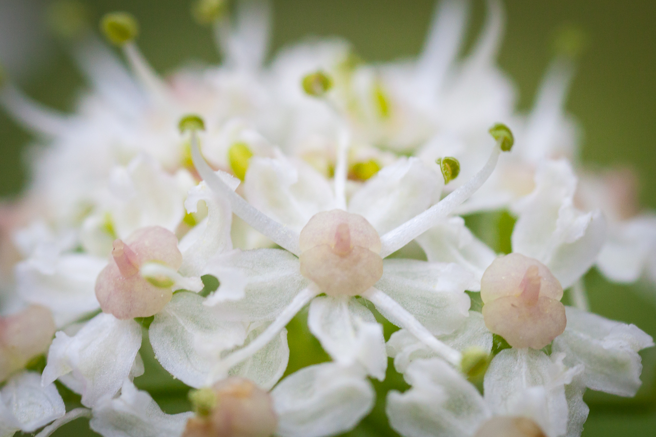 flower_008.jpg