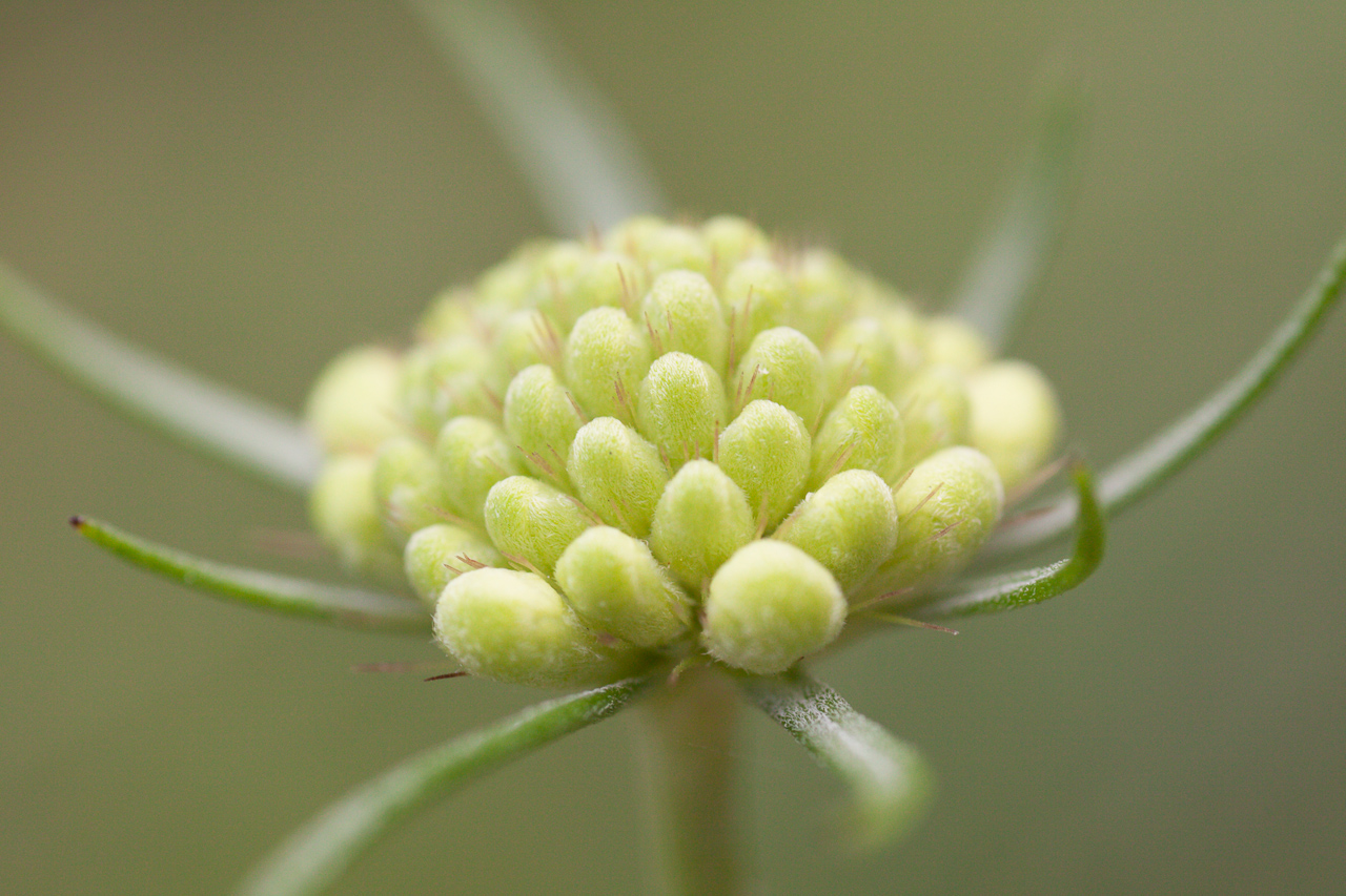 flower_009.jpg