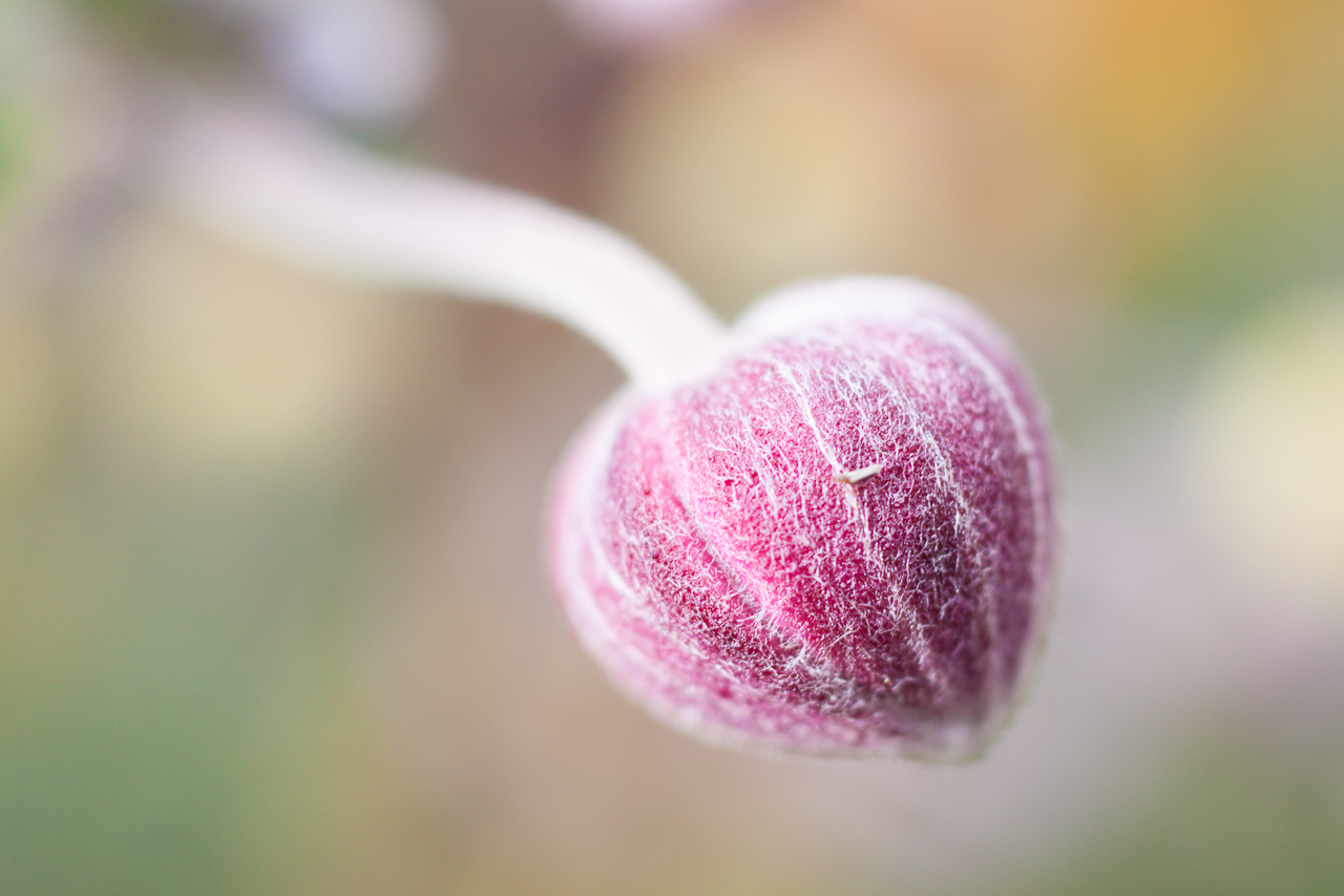 flower_011.jpg