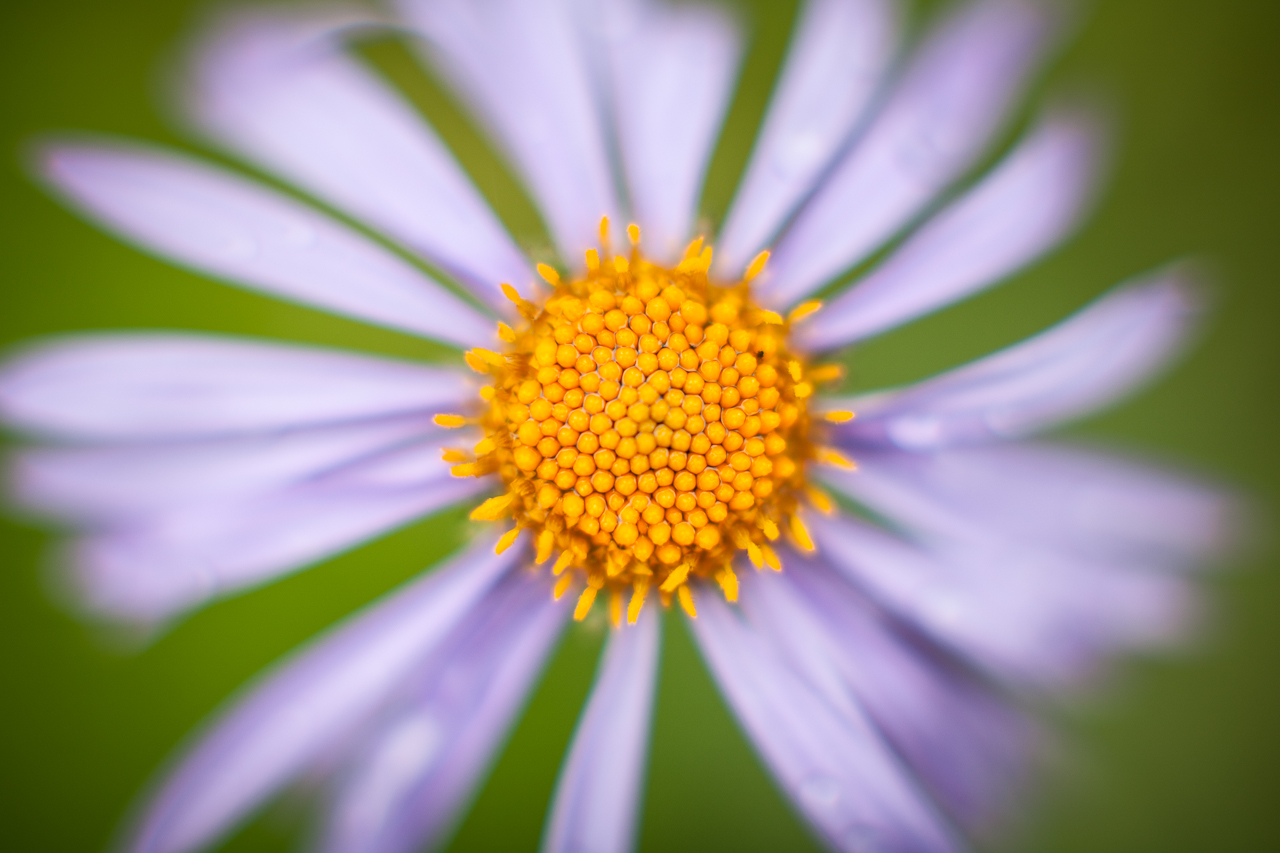 flower_014.jpg