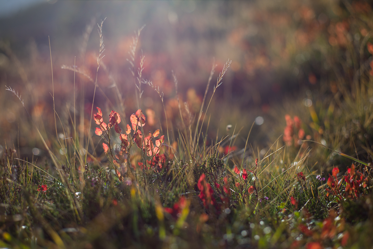 flower_015.jpg