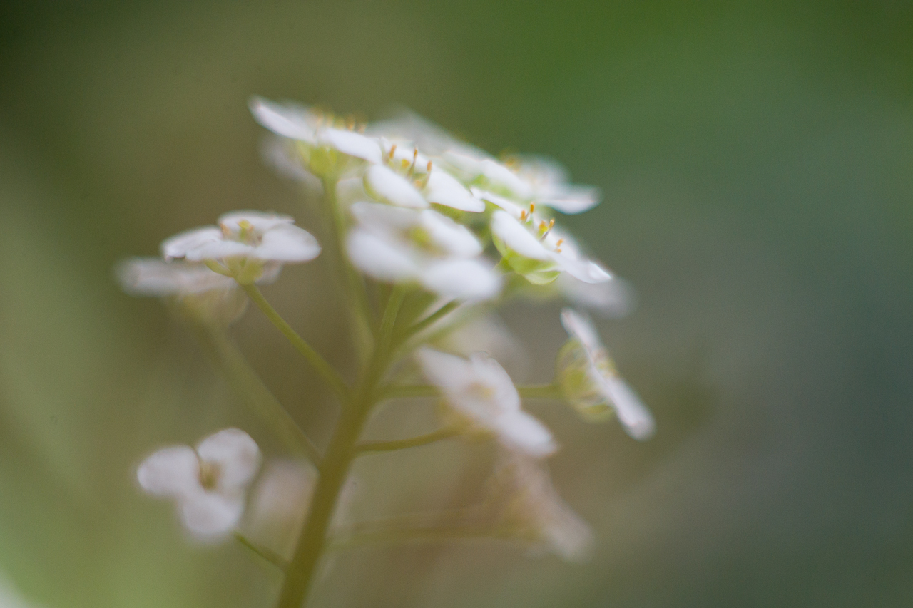 flower_016.jpg
