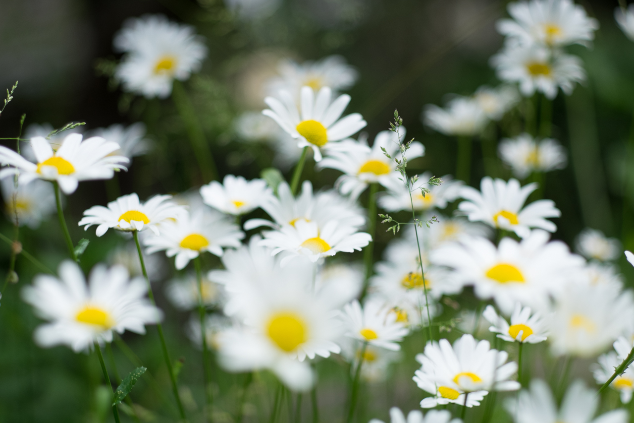 flower_018.jpg