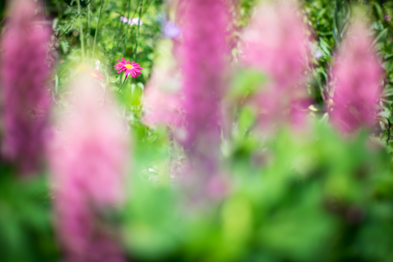 flower_019.jpg