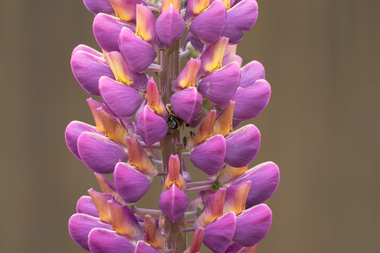 flower_020.jpg