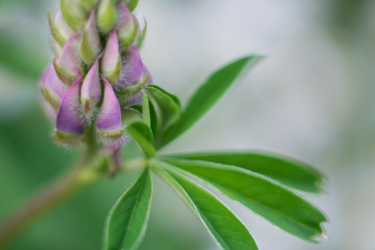 flower_021.jpg