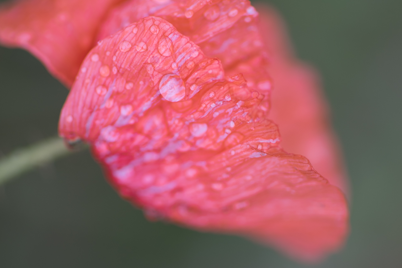 flower_022.jpg
