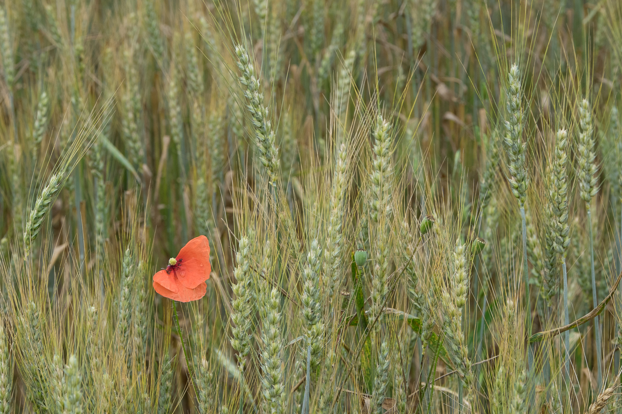flower_023.jpg