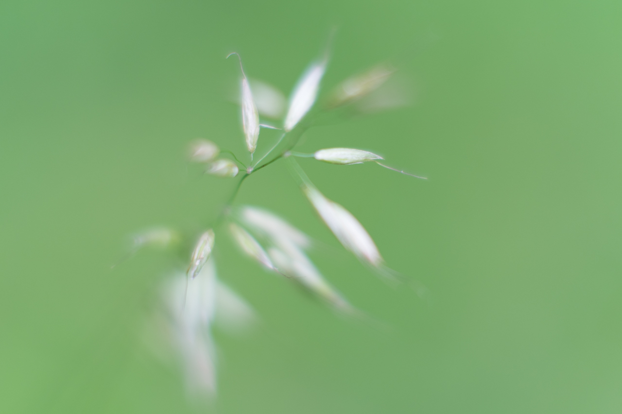 flower_024.jpg