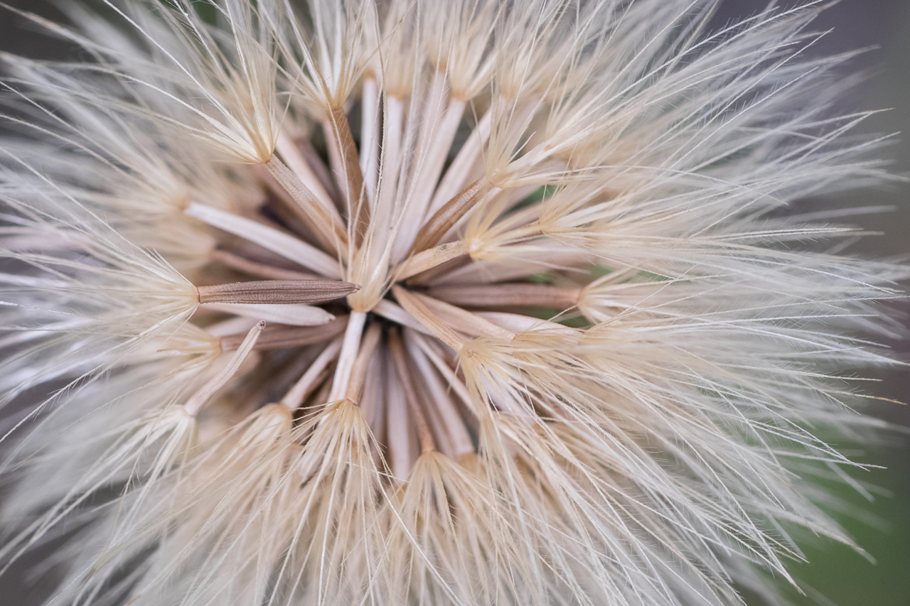 flower_025.jpg