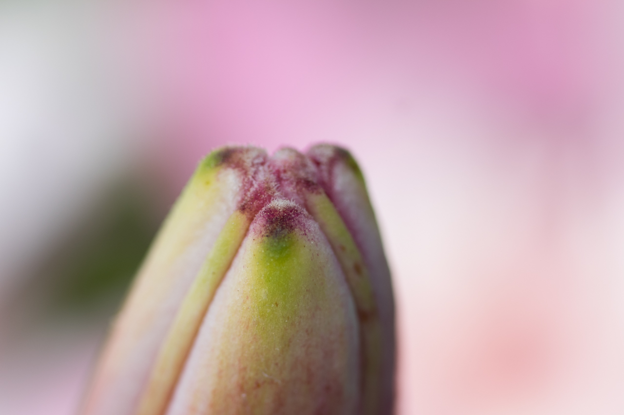 flower_027.jpg