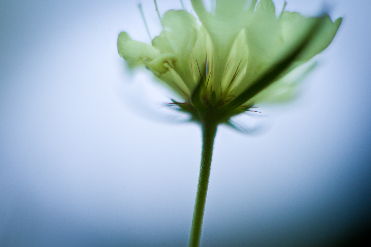 flower_028.jpg