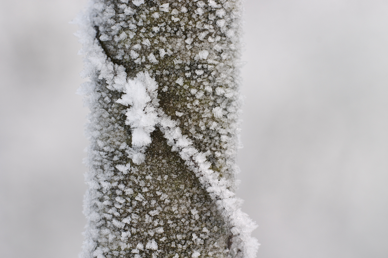 ice_004.jpg