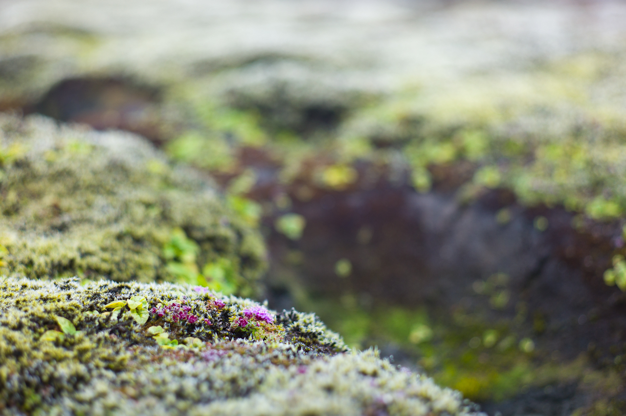 island_017.jpg